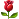 Red rose