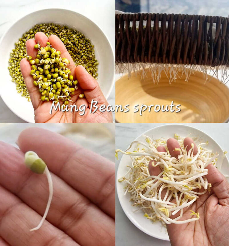 How to Sprout Mung Beans at home – Sprouts without special equipment